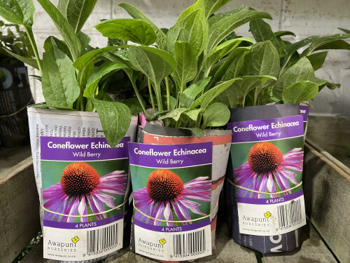 Coneflower Echinacea - Purple